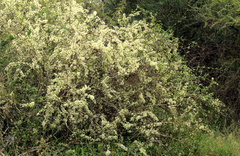 Tropical spike-thorn (Gymnosporia maranguensis)