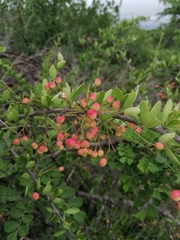 Tropical spike-thorn (Gymnosporia maranguensis)