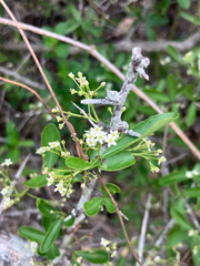 Tropical spike-thorn (Gymnosporia maranguensis)