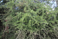 Tropical spike-thorn (Gymnosporia maranguensis)