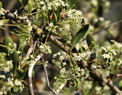 Tropical spike-thorn (Gymnosporia maranguensis)