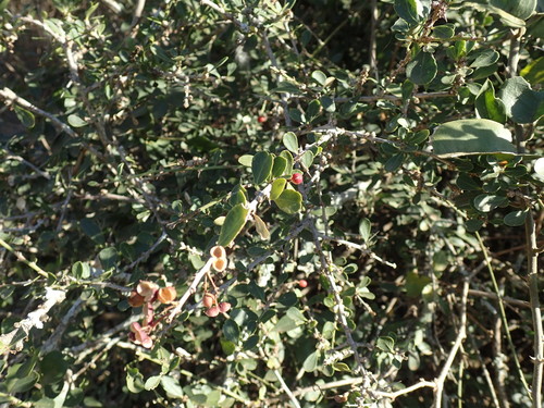 Tropical spike-thorn (Gymnosporia maranguensis)