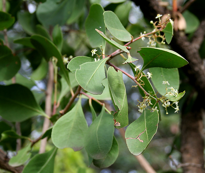 Gymnosporia montana: Gymnosporia montana (Roth) Benth. at Deer Park in Shamirpet , Rangareddy district , Andhra Pradesh , India .