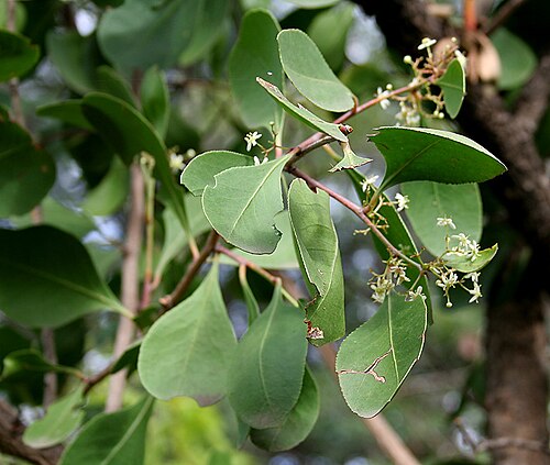 Gymnosporia montana: Gymnosporia montana (Roth) Benth. at Deer Park in Shamirpet , Rangareddy district , Andhra Pradesh , India .