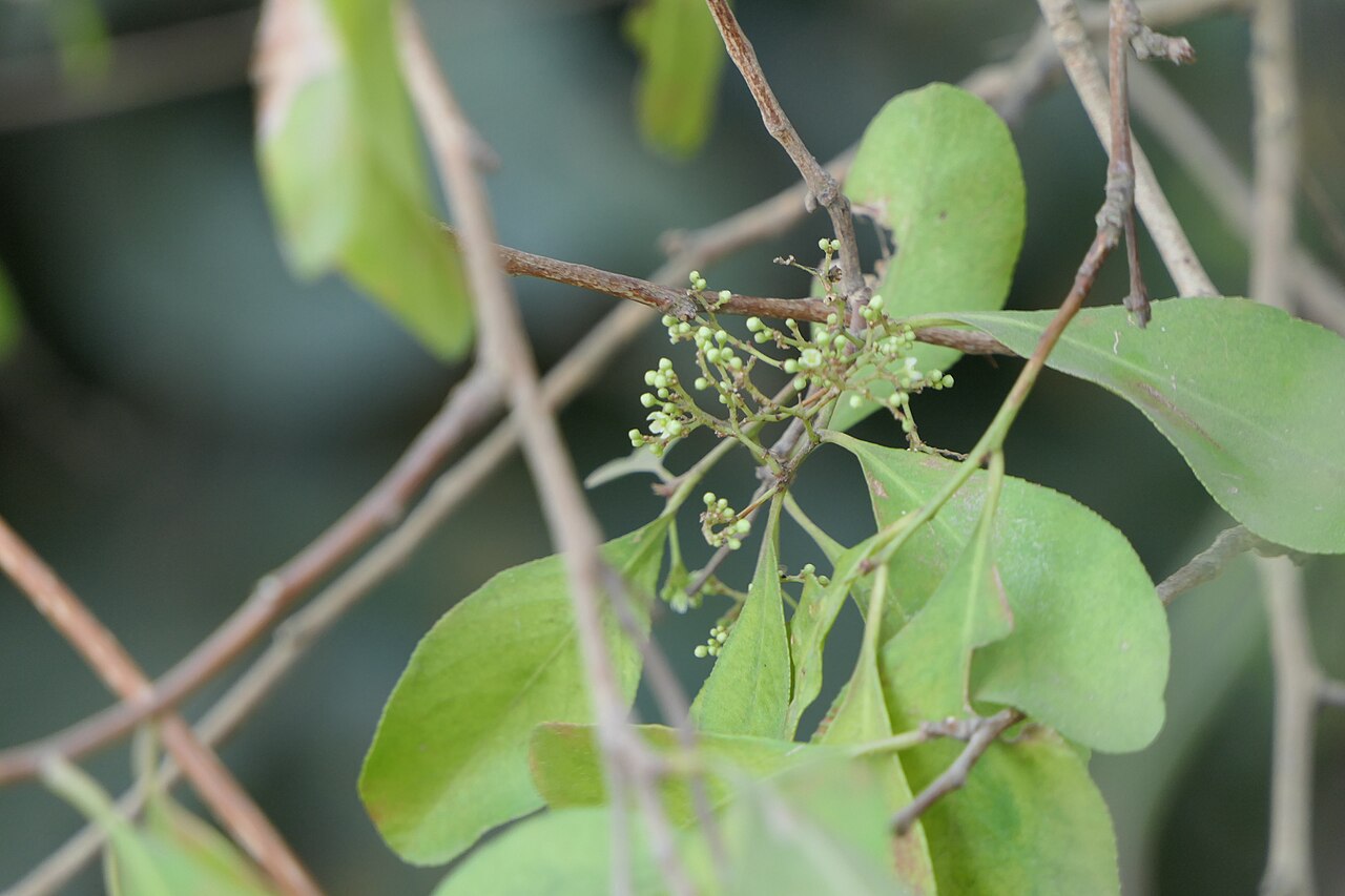 Gymnosporia montana: Gymnosporia senegalensis (Lam.) Loes.