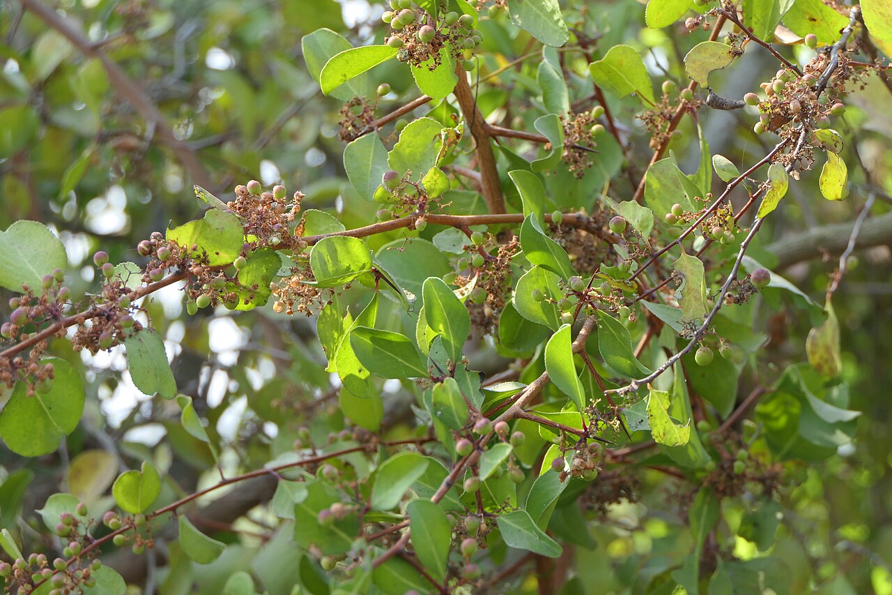 Gymnosporia montana: Gymnosporia senegalensis (Lam.) Loes.