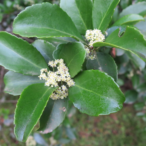 White forest spike-thorn (Gymnosporia nemorosa)