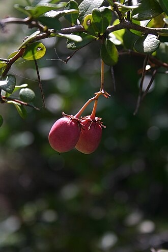 White forest spike-thorn: Maytenus nemorosa Marais - Nature's Valley, Cape Province, South Africa
