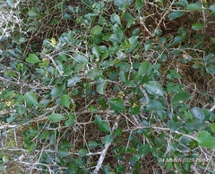 White forest spike-thorn (Gymnosporia nemorosa)