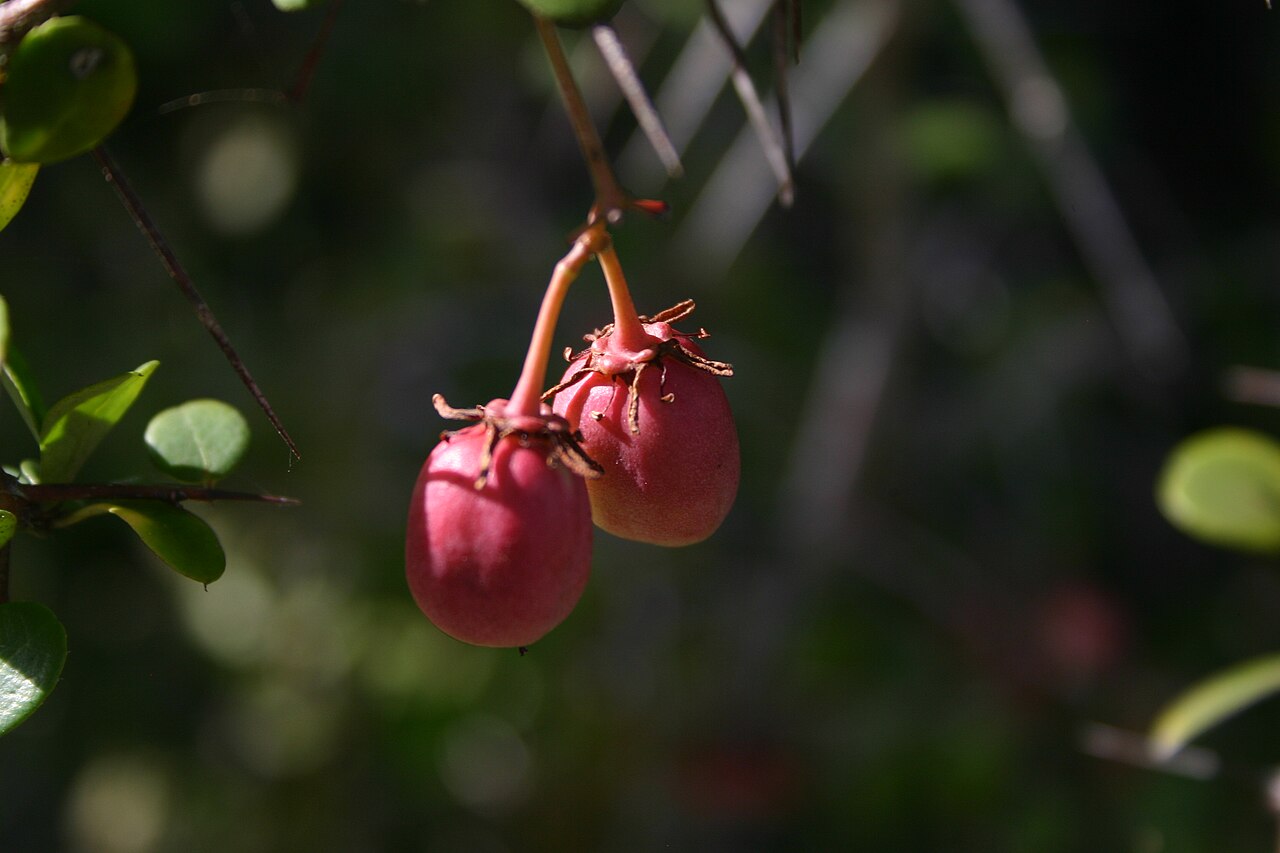 White forest spike-thorn: Maytenus nemorosa Marais - Nature's Valley, Cape, South Africa
