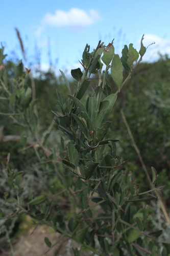 White forest spike-thorn (Gymnosporia nemorosa)