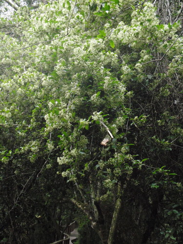 White forest spike-thorn (Gymnosporia nemorosa)
