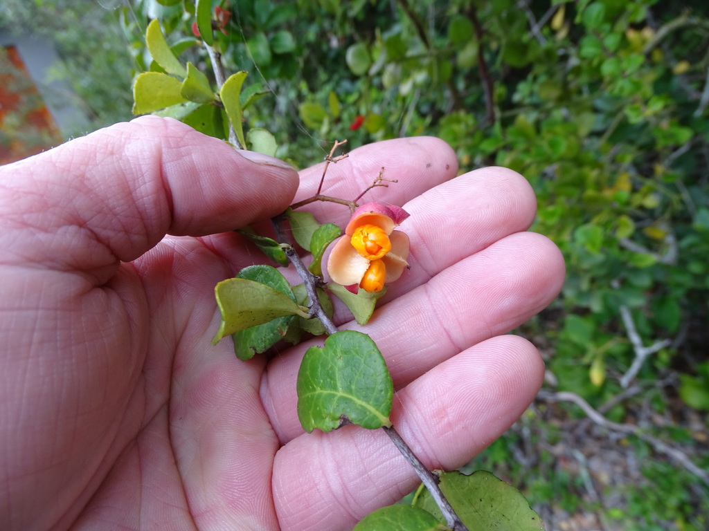 White forest spike-thorn (Gymnosporia nemorosa)