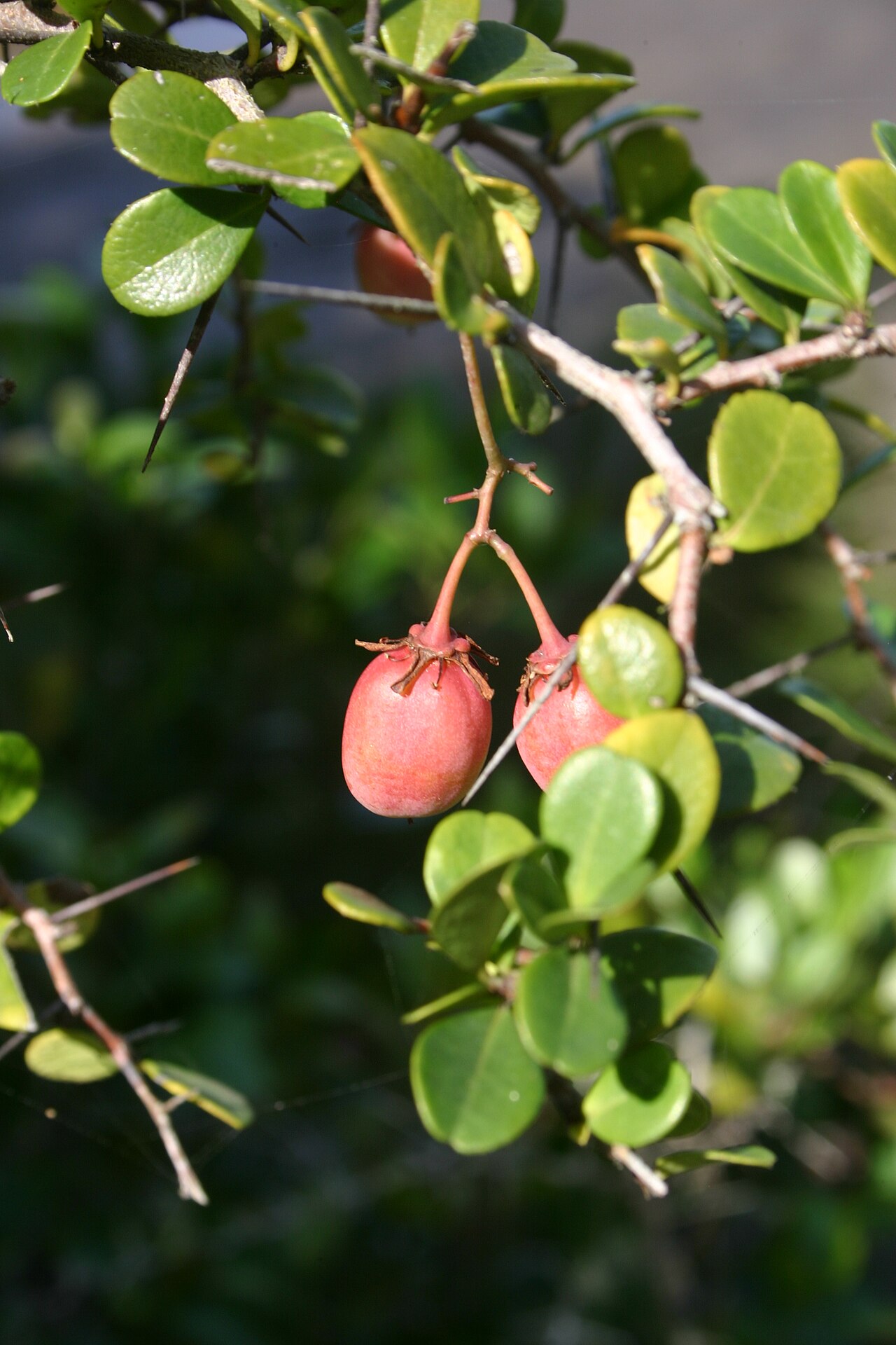 White forest spike-thorn: Maytenus nemorosa Marais - fruits and foliage - Nature's Valley, Cape Province, South Africa
