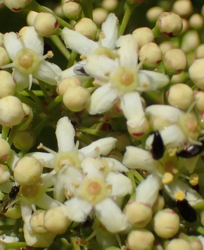 White forest spike-thorn (Gymnosporia nemorosa)