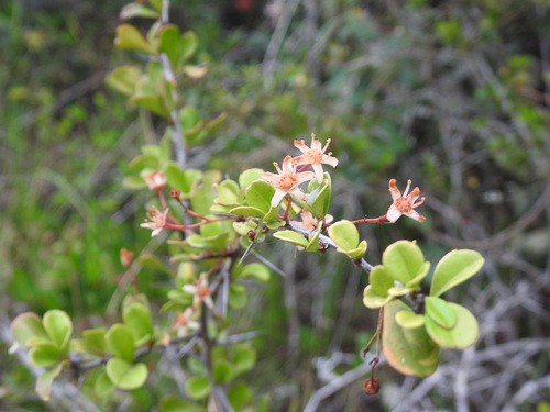 White forest spike-thorn (Gymnosporia nemorosa)