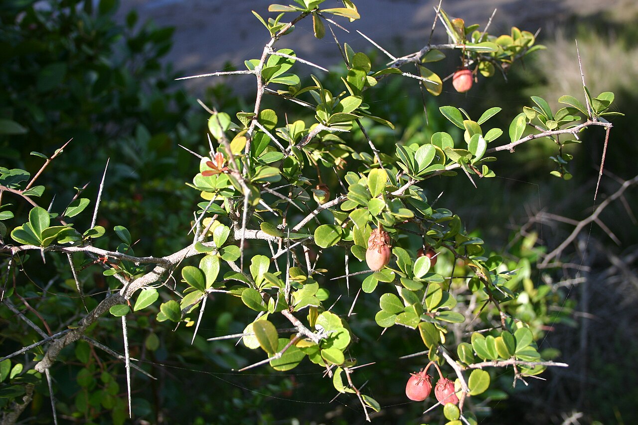 White forest spike-thorn: Maytenus nemorosa Marais - Nature's Valley, Cape, South Africa