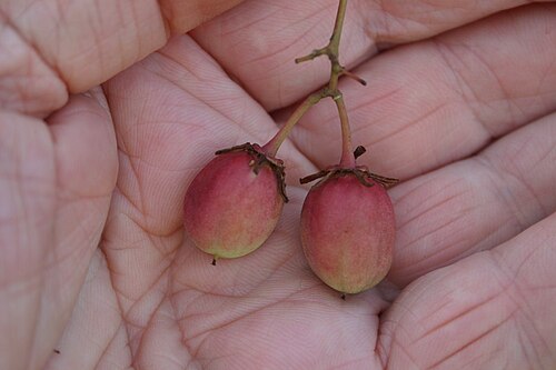 White forest spike-thorn: Maytenus nemorosa Marais - Nature's Valley, Cape Province, South Africa