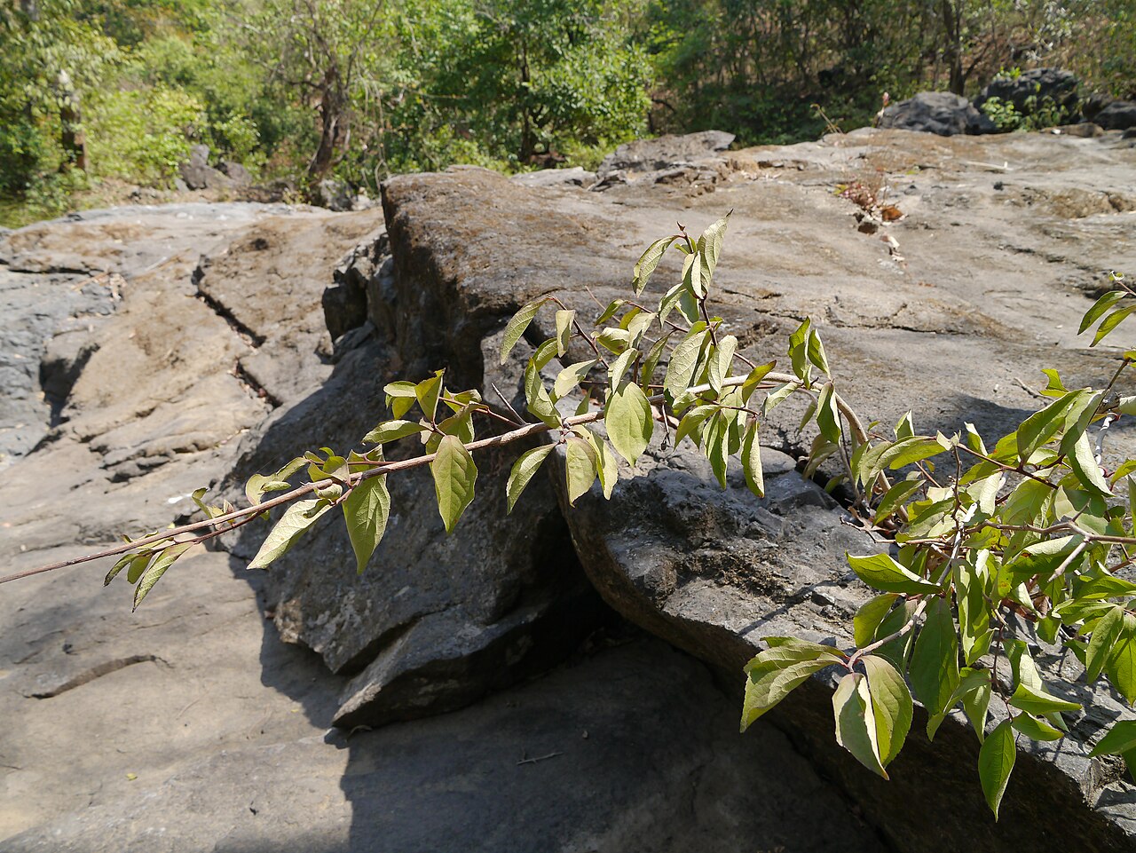 Gymnosporia puberula: Gymnosporia konkanensis Talbot
