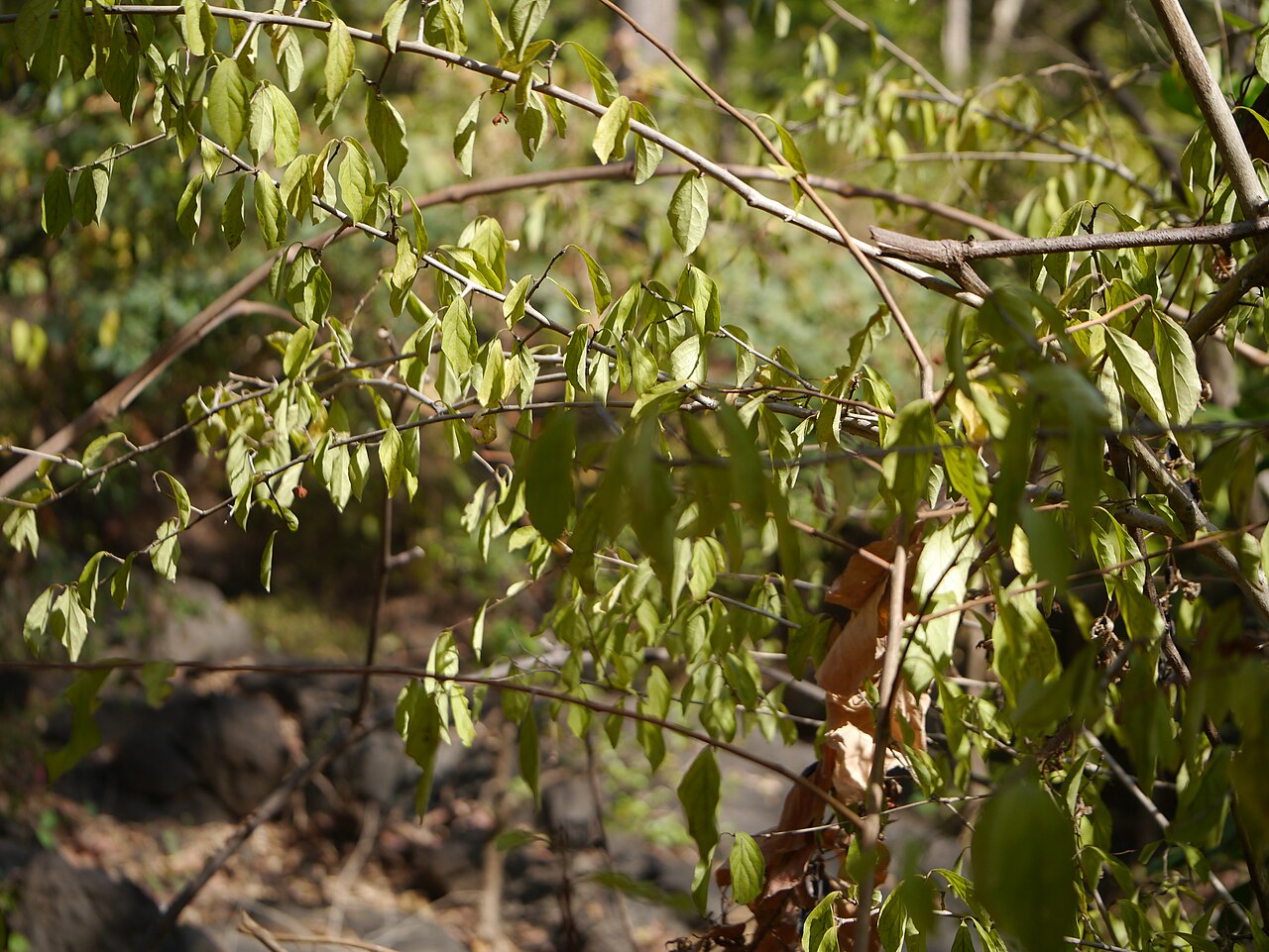 Gymnosporia puberula: Gymnosporia konkanensis