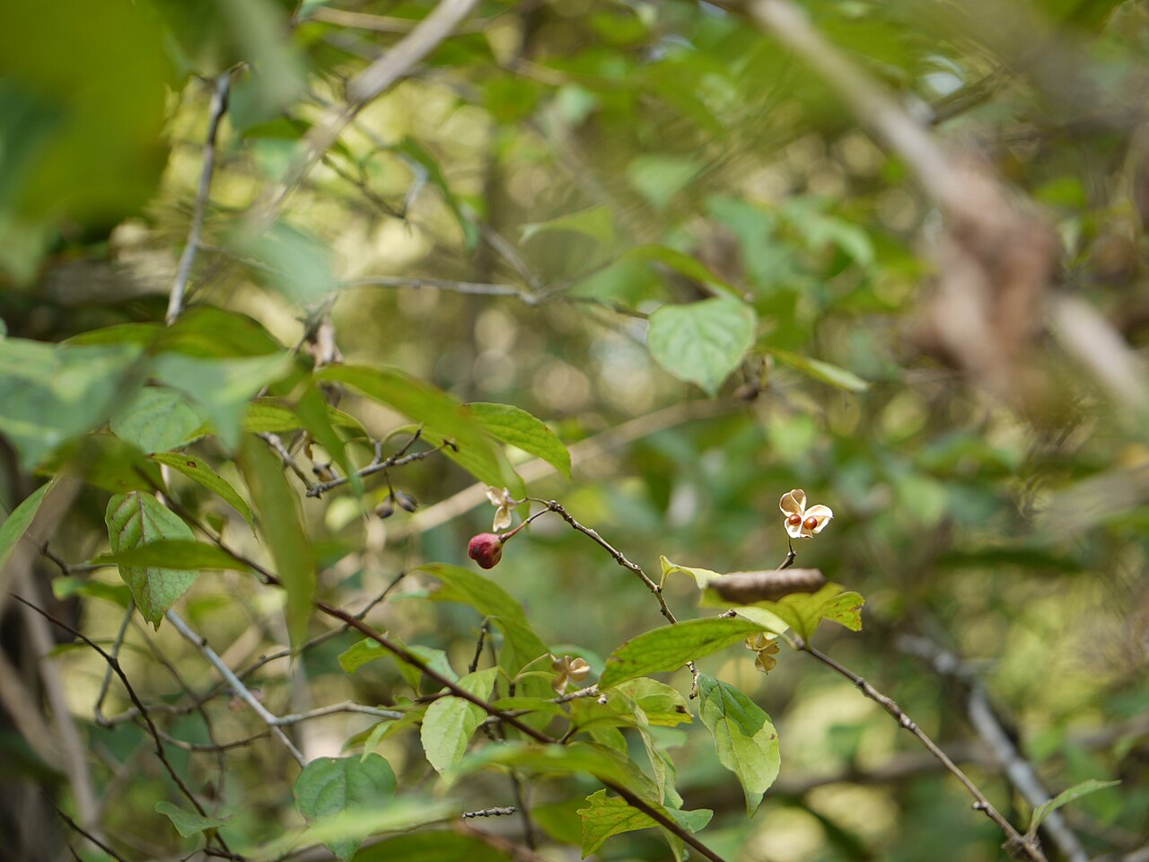 Gymnosporia puberula: Gymnosporia konkanensis Talbot