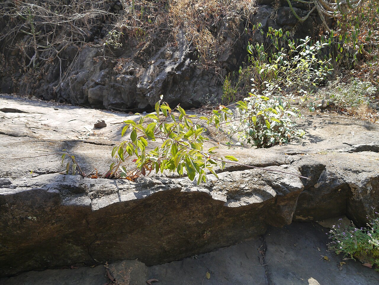 Gymnosporia puberula: Gymnosporia konkanensis Talbot