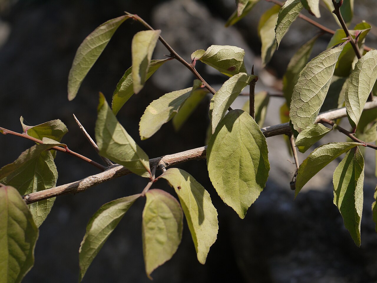 Gymnosporia puberula: Gymnosporia konkanensis Talbot