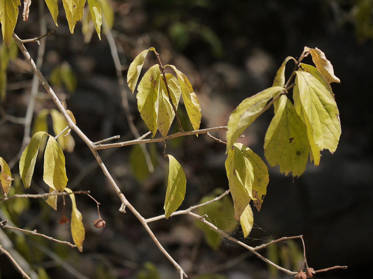 Gymnosporia puberula: Gymnosporia konkanensis Talbot