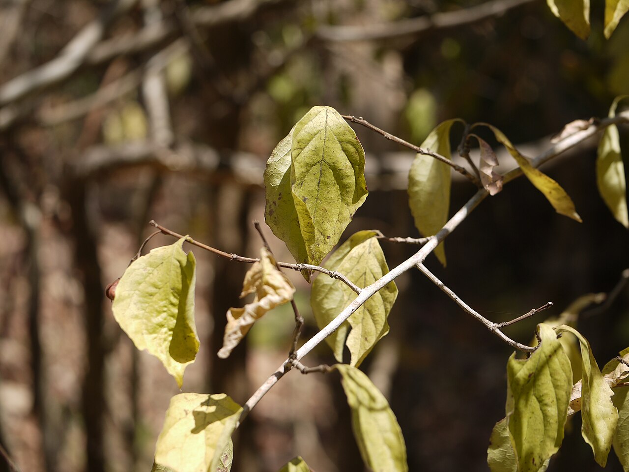 Gymnosporia puberula: Gymnosporia konkanensis Talbot