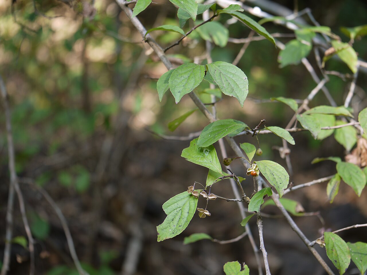 Gymnosporia puberula: Gymnosporia konkanensis Talbot