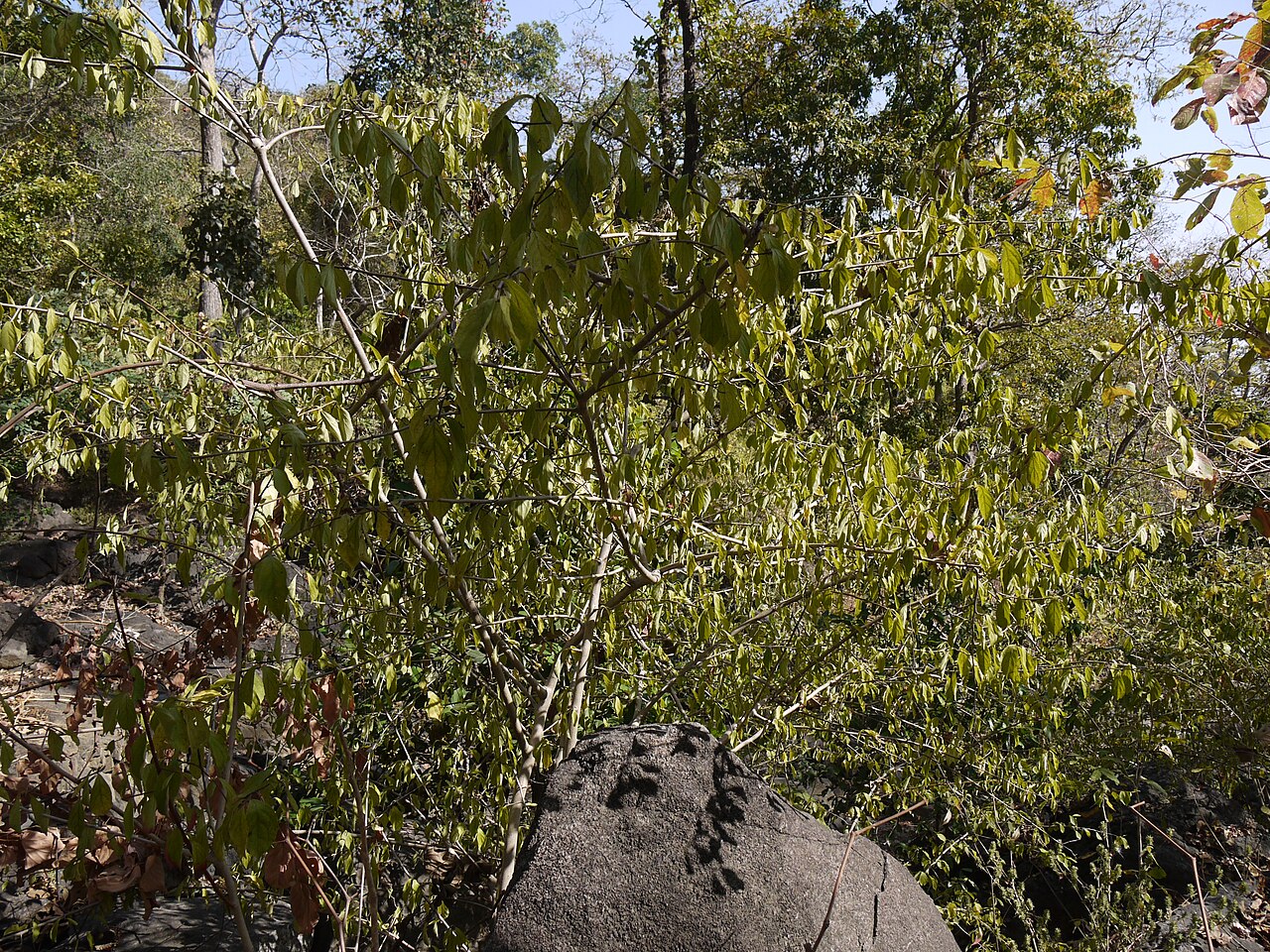 Gymnosporia puberula: Gymnosporia konkanensis