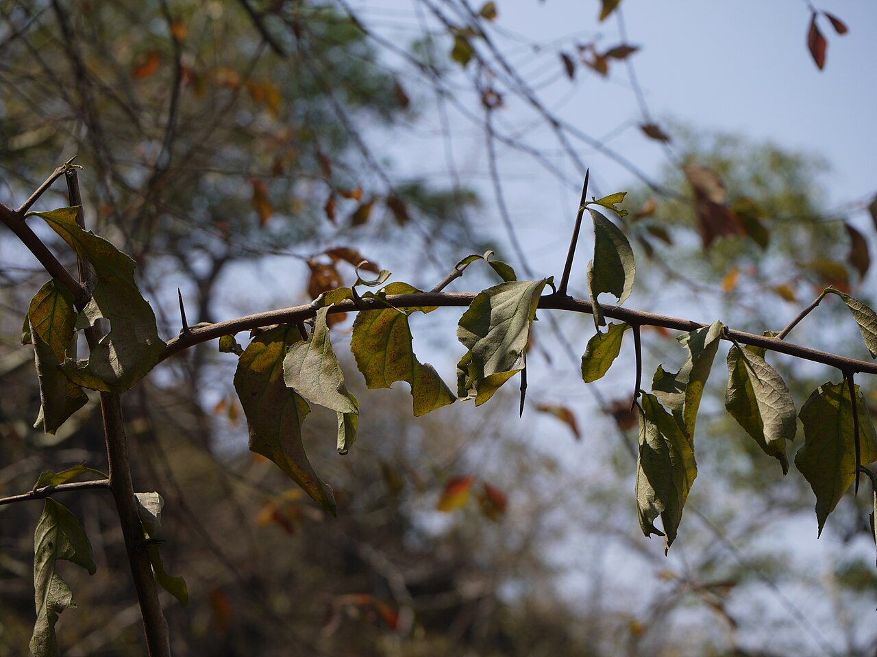 Gymnosporia puberula: Gymnosporia konkanensis Talbot