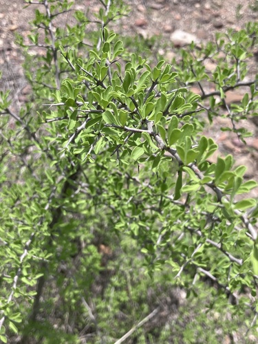 Hairy spike-thorn (Gymnosporia pubescens)