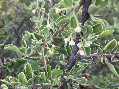 Hairy spike-thorn (Gymnosporia pubescens)