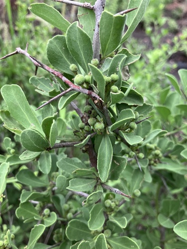 Hairy spike-thorn (Gymnosporia pubescens)