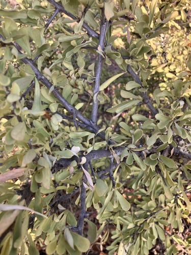 Hairy spike-thorn (Gymnosporia pubescens)