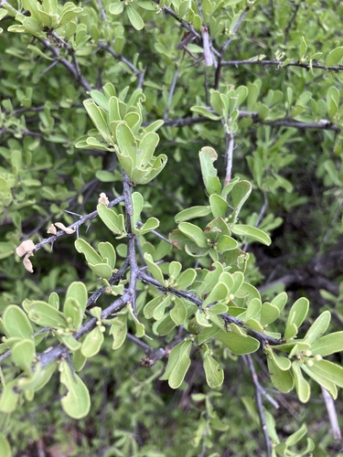 Hairy spike-thorn (Gymnosporia pubescens)