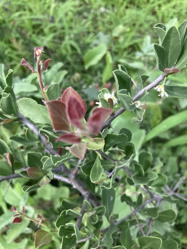 Hairy spike-thorn (Gymnosporia pubescens)