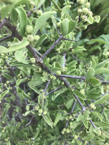 Hairy spike-thorn (Gymnosporia pubescens)