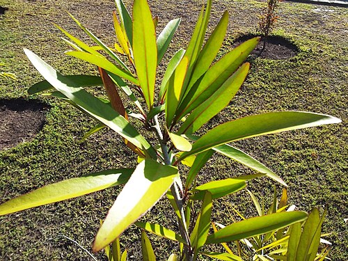 Gymnosporia pyria: Maytenus pyria - Bois a poudre - Mauritius