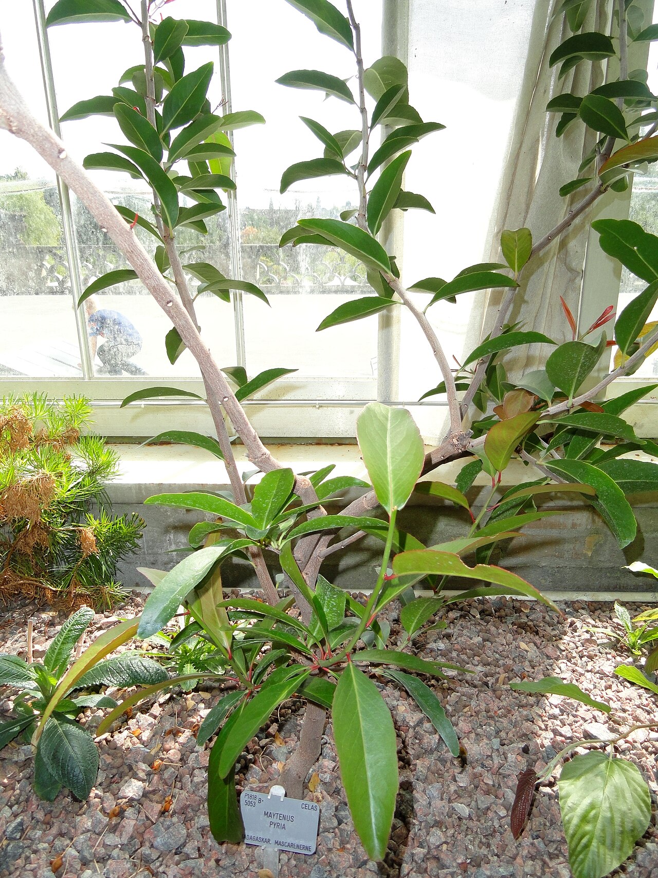 Gymnosporia pyria: Botanical specimen in the University of Copenhagen Botanical Garden, Copenhagen, Denmark.
