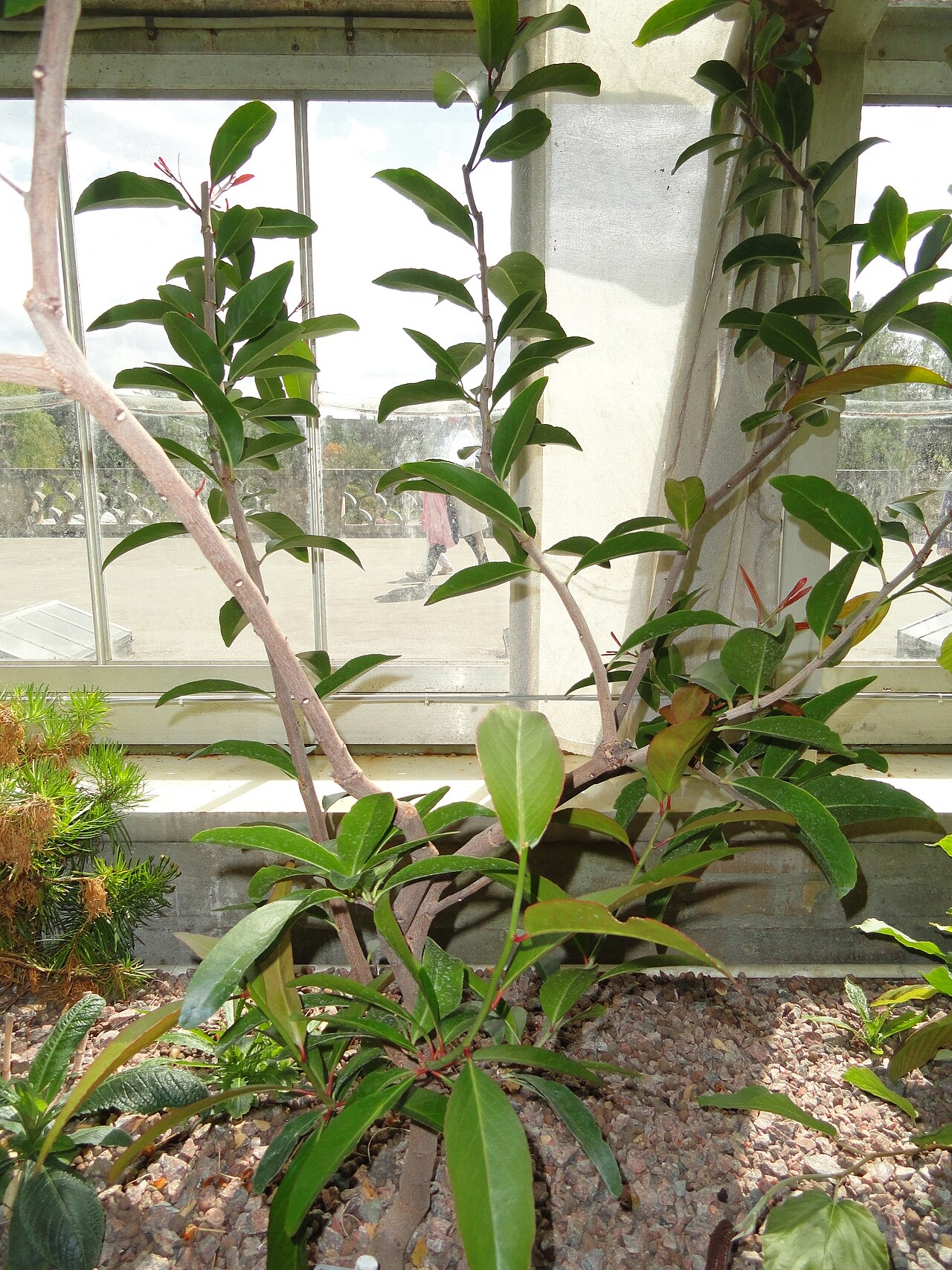 Gymnosporia pyria: Botanical specimen in the University of Copenhagen Botanical Garden, Copenhagen, Denmark.