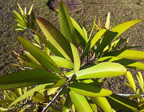 Gymnosporia pyria: Maytenus pyria - Bois a poudre - Mauritius