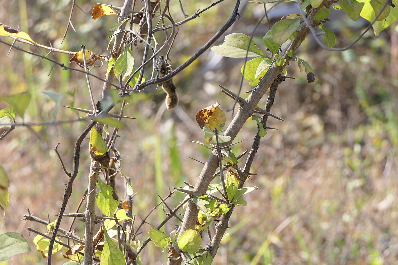 Category:Maytenus senegalensis: Gymnosporia senegalensis (Lam.) Loes.