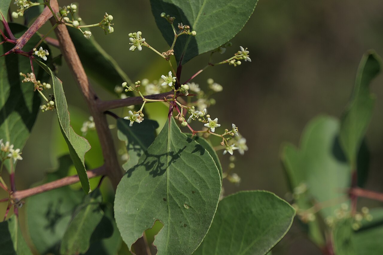 Category:Maytenus senegalensis: Gymnosporia senegalensis (Lam.) Loes.