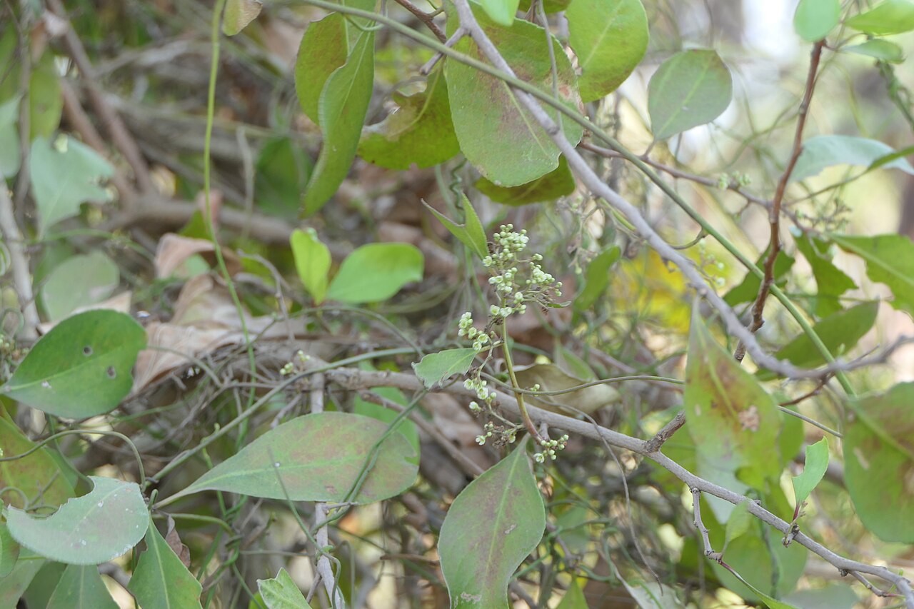 Category:Maytenus senegalensis: Gymnosporia senegalensis (Lam.) Loes.