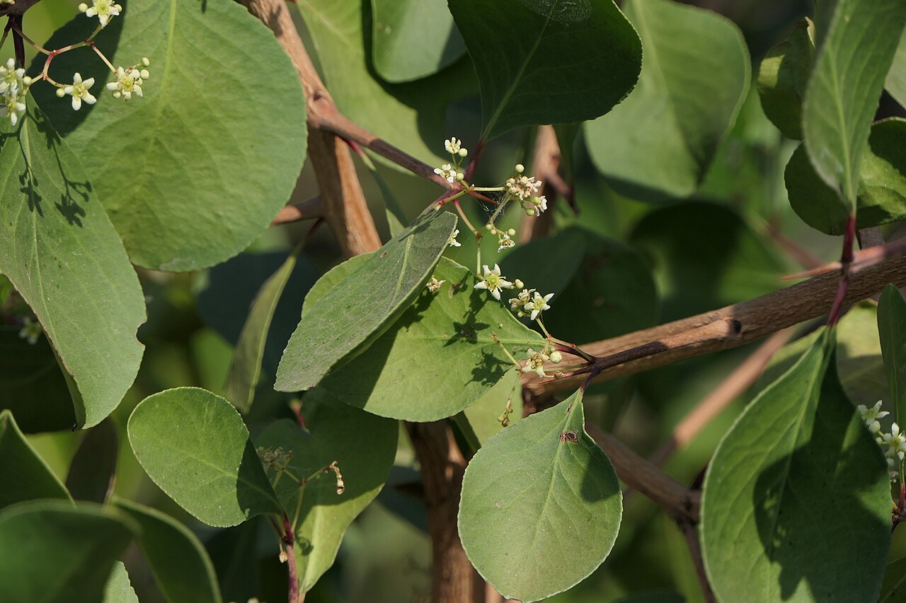 Category:Maytenus senegalensis: Gymnosporia senegalensis (Lam.) Loes.