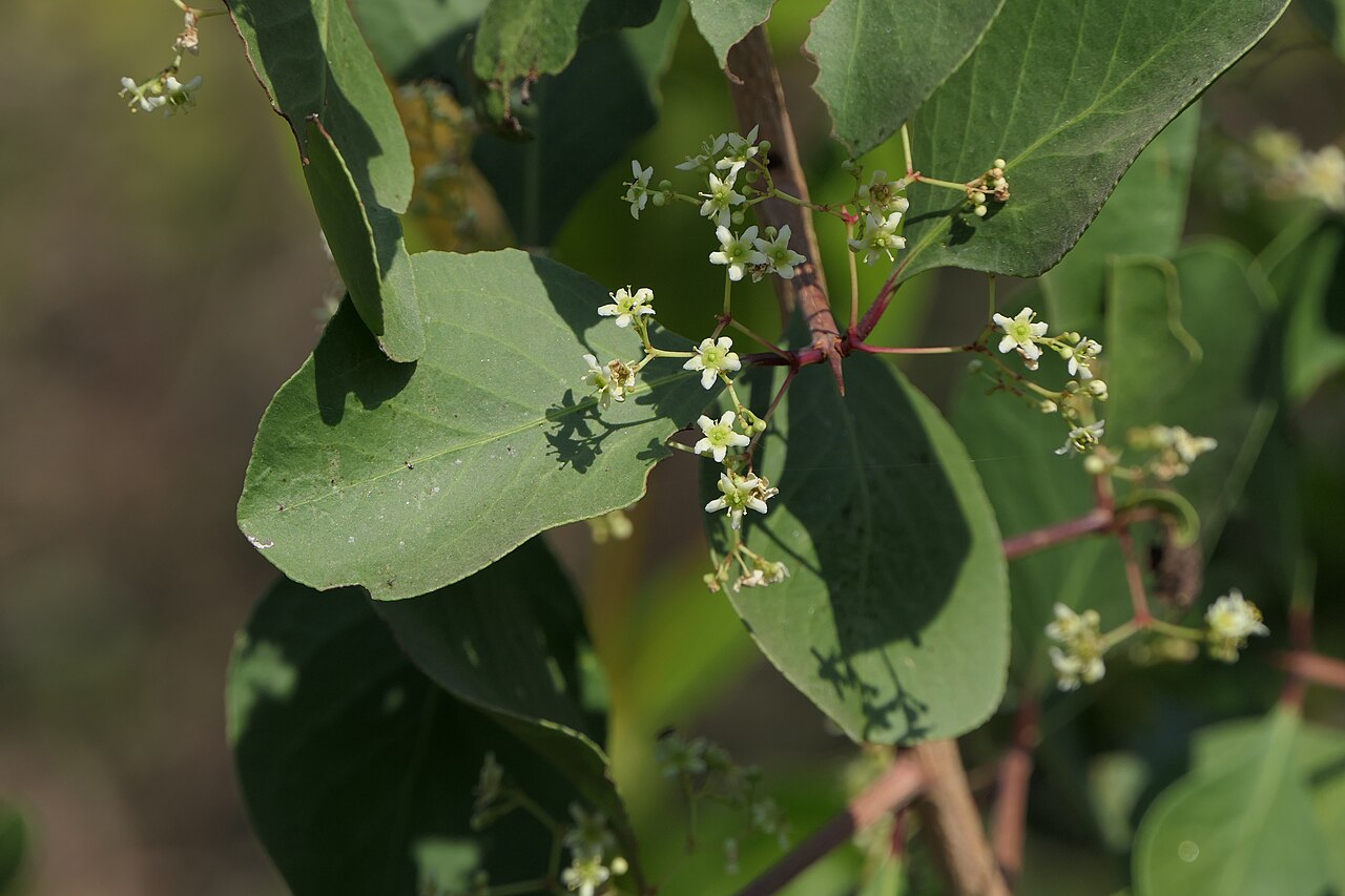 Category:Maytenus senegalensis: Gymnosporia senegalensis (Lam.) Loes.