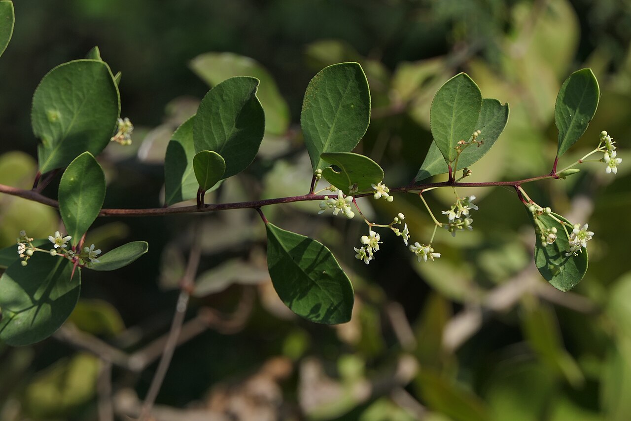 Category:Maytenus senegalensis: Gymnosporia senegalensis (Lam.) Loes.