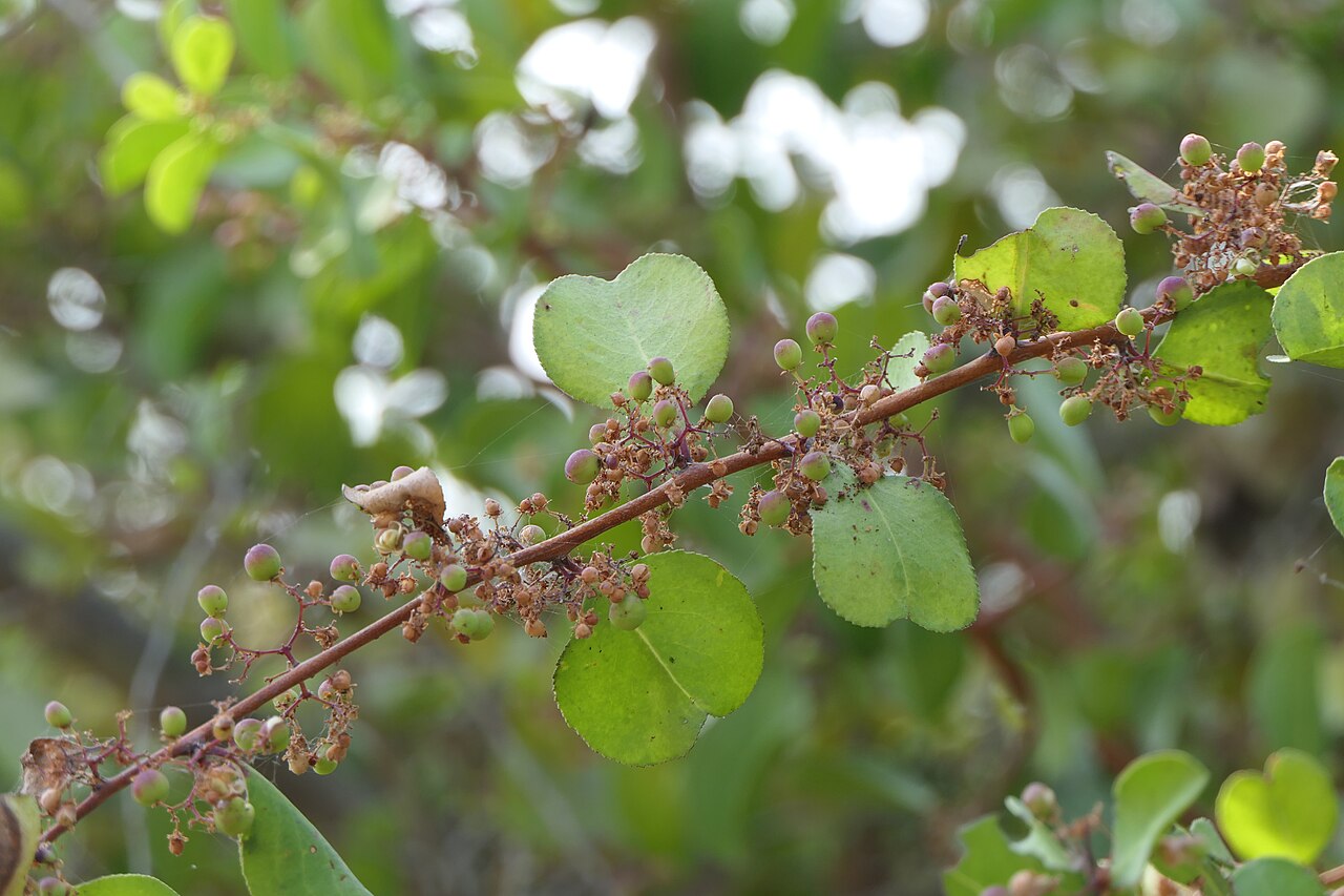 Category:Maytenus senegalensis: Gymnosporia senegalensis (Lam.) Loes.